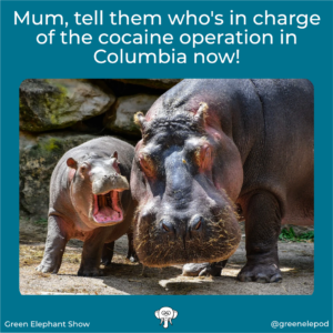 Columbian Hippo menace